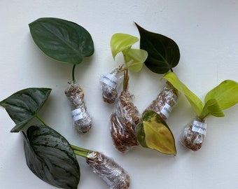 Cuttings - Philodendron: Monstera, Brazil, Micans, Silver Stripe, Heart-Leaf, Brandi, Neon