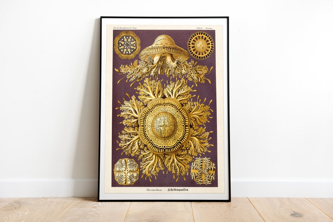 Vintage Poster Jellyfish Disk Jellyfish Gold Art Decoration Etsy