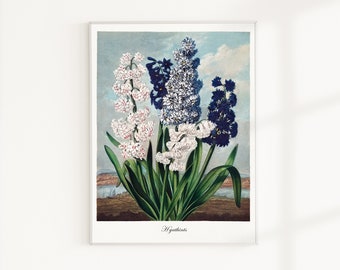Fine Art Poster Hyacinth Floral Wall Art by Robert John Thornton Vintage Digital Print