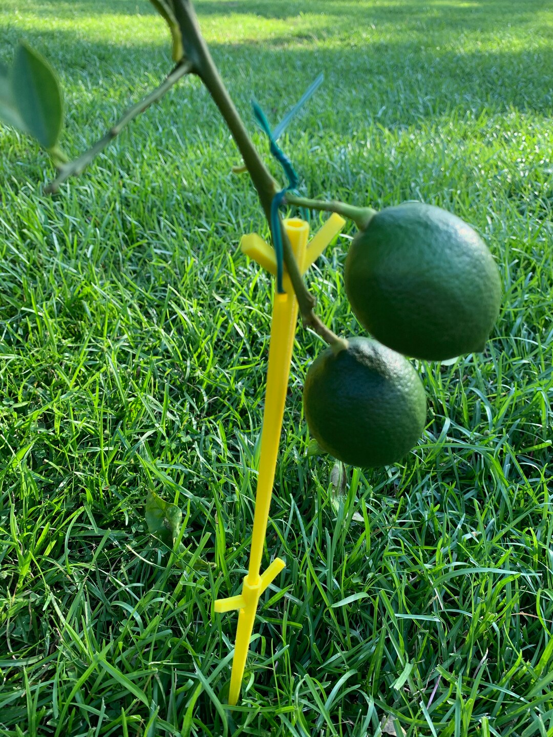 Fruit Tree, Plant Branch Support. Branch Holder. Plant Branch Holder