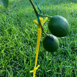 May include: A yellow plastic plant support stake with two green limes attached to it. The stake is in the ground and the limes are hanging from the branches of a small tree.