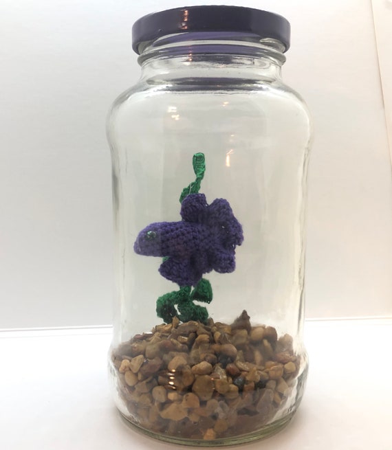 betta fish in jar