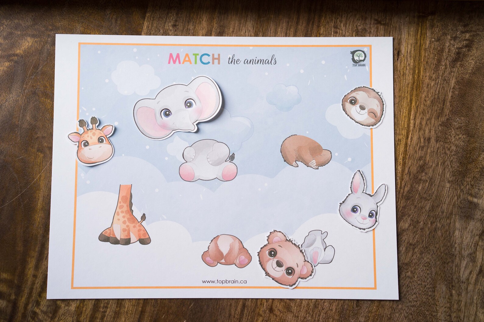 Animals Preschool Worksheets Printable Preschool Curriculum | Etsy