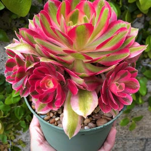Cultivar Aeonium ‘Pink Witch’ Calidad de ejemplares de colección