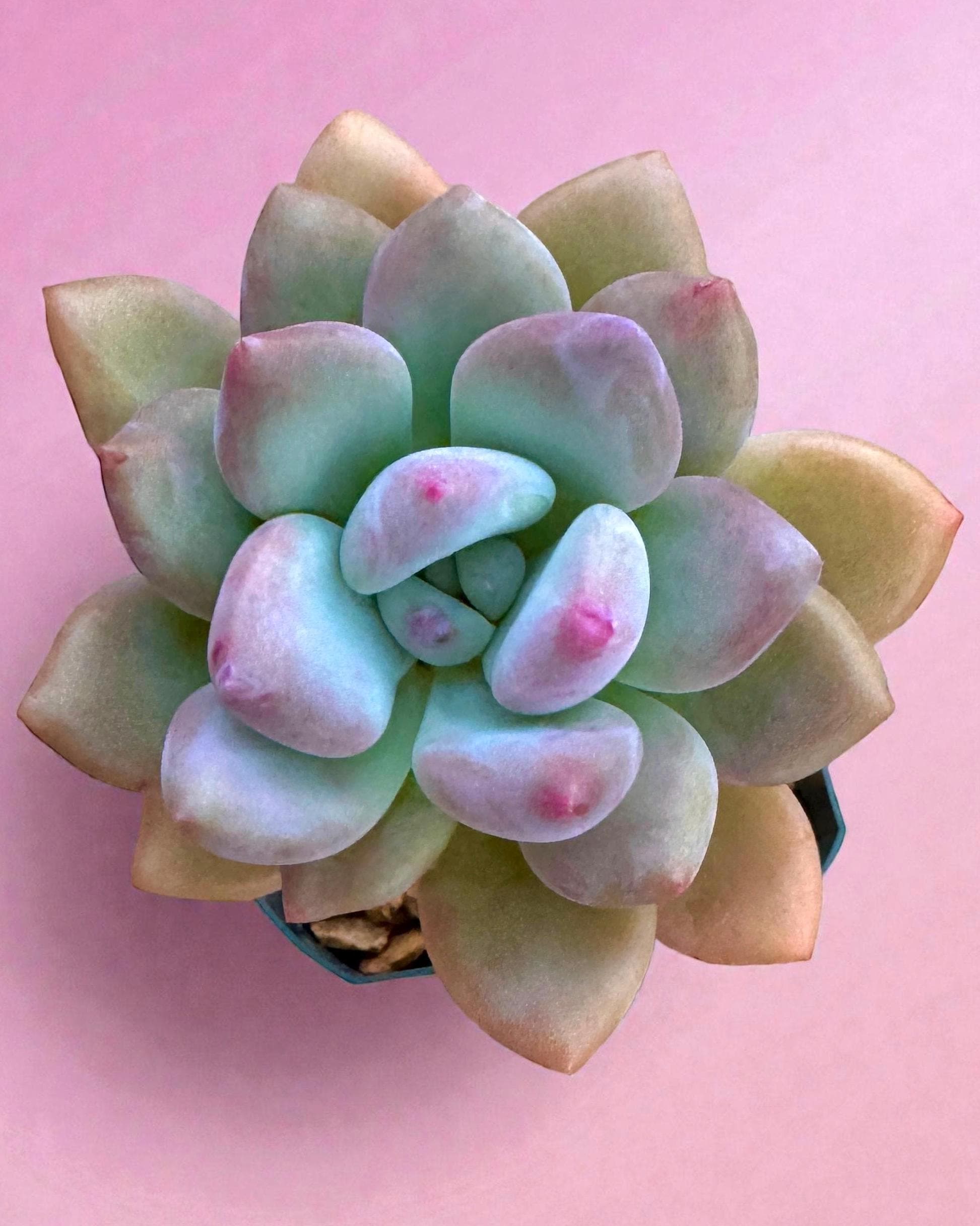 Echeveria Dick Wright - Etsy