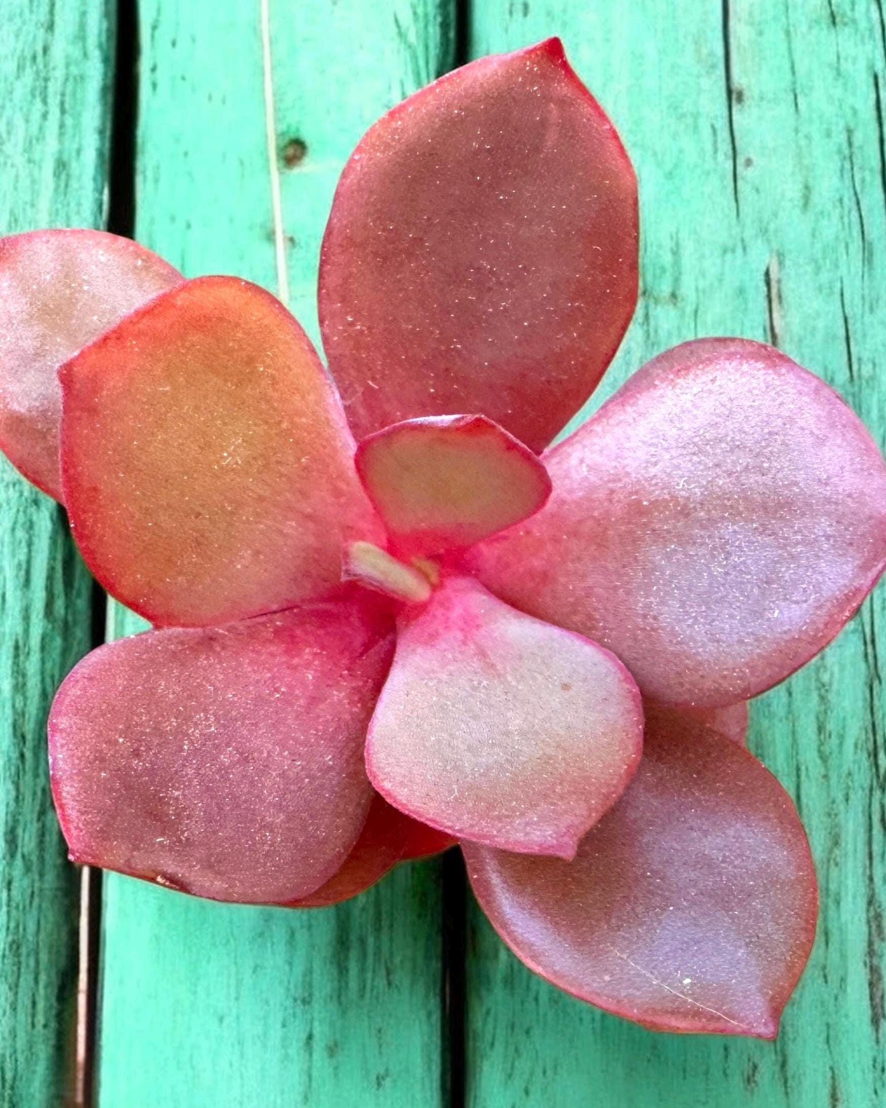 Echeveria Dick Wright - Etsy