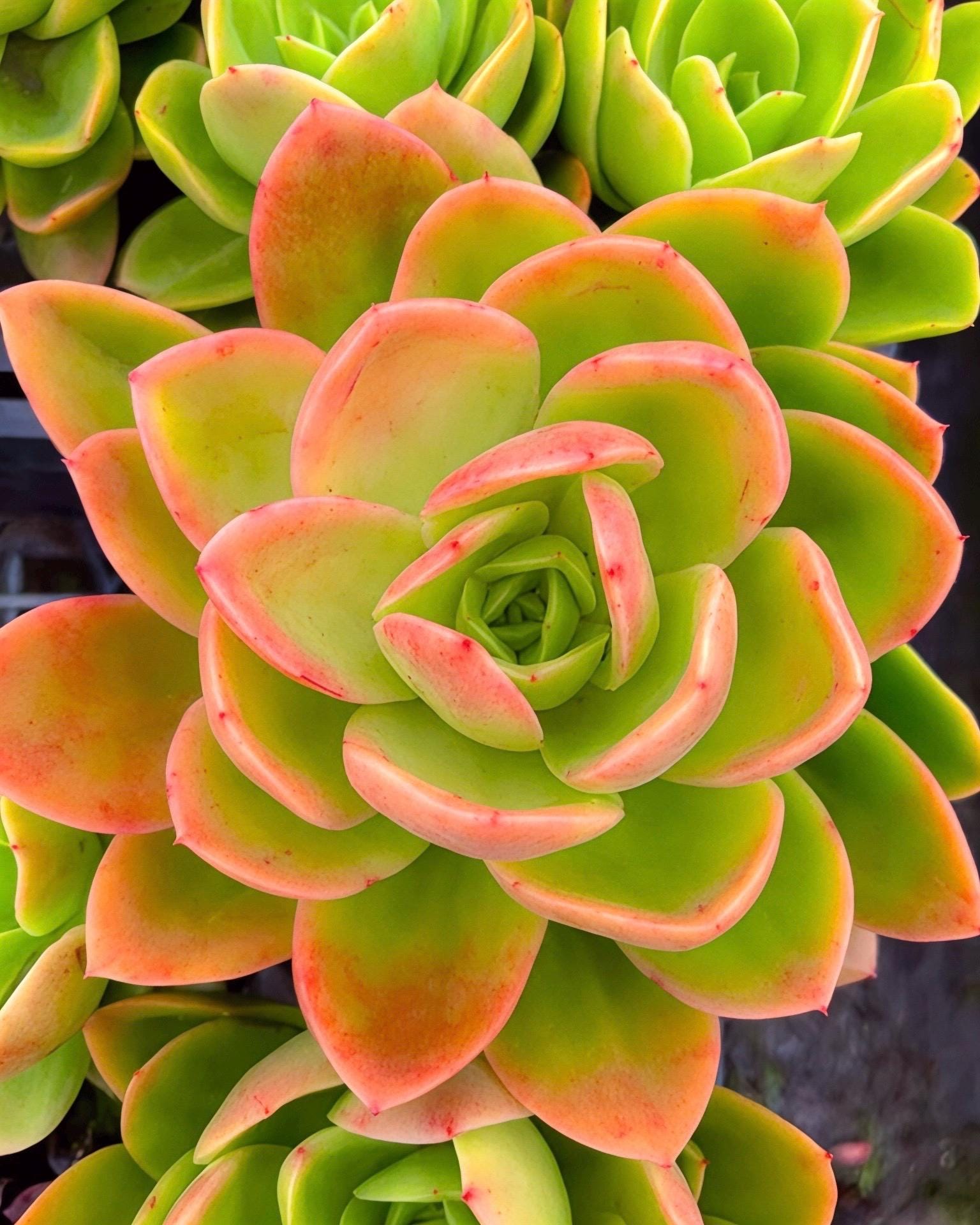 Echeveria Dick Wright - Etsy