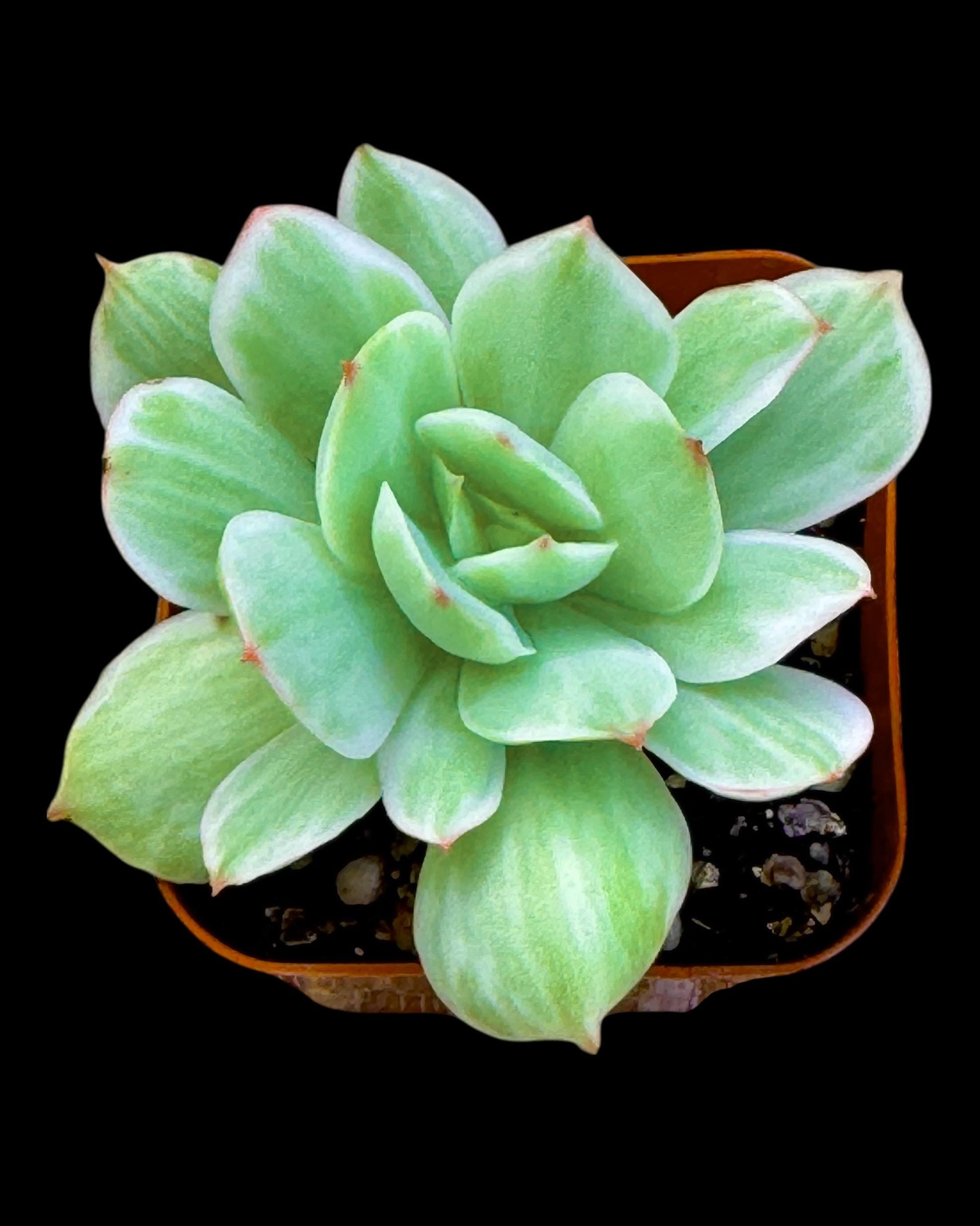Echeveria Dick Wright - Etsy