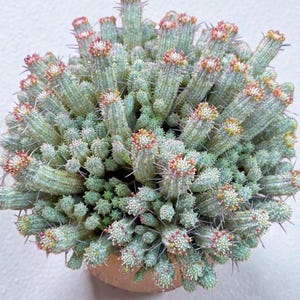 May include: A close-up of a Euphorbia tirucalli plant, also known as a pencil cactus, in a terracotta pot. The plant has cylindrical, green stems with small, reddish-orange flowers at the tips. The plant is a unique and eye-catching addition to any home.