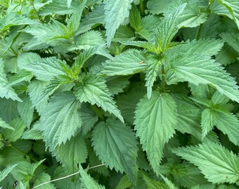 Nettle Leaf | Loose Leaf Tea | Herbal Tea | Urtica dioica | Ecologically grown tea