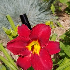 Out of the Woods Essential Oil Perfume Roller