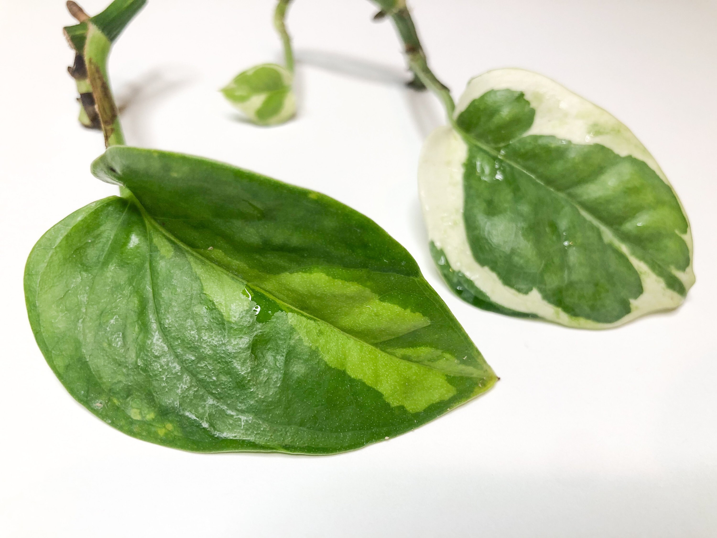 Global Green Pothos Njoy Pothos Unrooted Cutting Bundle Etsy