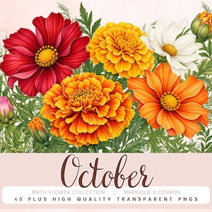 Può includere: Un'illustrazione digitale di fiori di calendula e cosmea in tonalità di rosso, arancione, giallo e bianco con fogliame verde. Il testo recita October, Birth Flower Collection, Marigold & Cosmos, 40 Plus High Quality Transparent PNGs.
