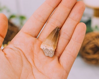 Mosasaur Tooth Dinosaur Tooth Fossil Over 100 Million Years Old - Authentic Genuine Dinosaur Fossils
