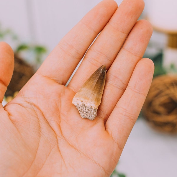 Mosasaur Tooth Dinosaur Tooth Fossil Over 100 Million Years Old - Authentic Genuine Dinosaur Fossils