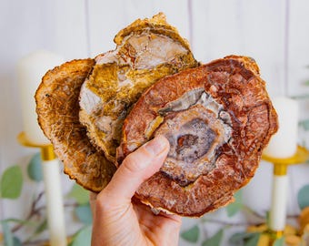 Petrified Wood Slab - Natural Fossil Wood Slice - Polished Petrified Wood Coaster - Stone Coaster Set - Rustic Crystal Home Decor - Coasters