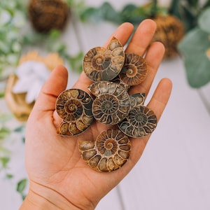 May include: A collection of six fossilized ammonites in various shades of brown and black. The ammonites are arranged in a hand, showcasing their intricate spiral patterns.