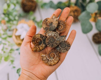 Ammonite Pair Fossil - Ammonite Pairs Ammolite - Ammonite Half Shell Lot - Ammonite Crystal With Shell Bulk Lot - Real Genuine Fossils