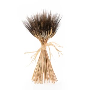 May include: A decorative bundle of dried wheat stalks featuring dark brown, almost black, grain heads at the top and light tan, straw-coloured stems at the bottom. The stalks are gathered and tied together in the centre with a thin, natural raffia ribbon.
