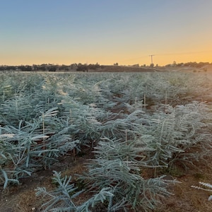 Fresh Baby Blue Eucalyptus Field