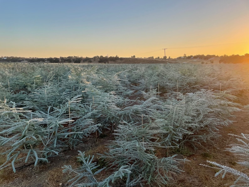 Fresh Baby Blue Eucalyptus Field