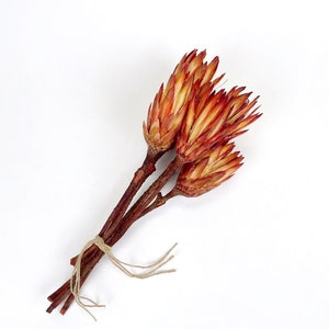 Dried Protea Repens Stems Floral Bundle 14in