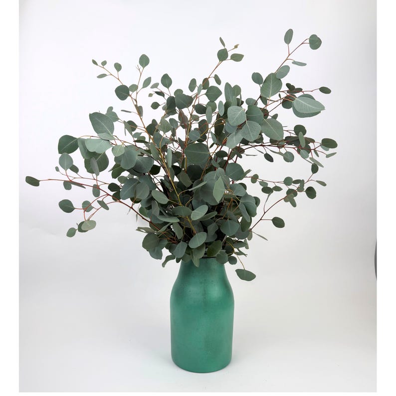 Silver Dollar Eucalyptus in Vase