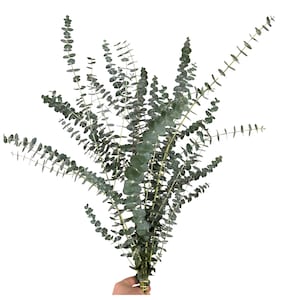May include: A bundle of fresh eucalyptus branches with round, blue-green leaves. The stems are a light brown color, and the leaves have a subtle, silvery sheen. The eucalyptus is held in a hand against a white background.