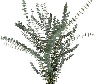 Fresh Mini Baby Eucalyptus Bunch 9 Stems Scented Shower Aromatherapy