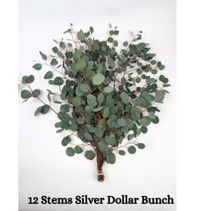 12 Stems Silver Dollar Bunch