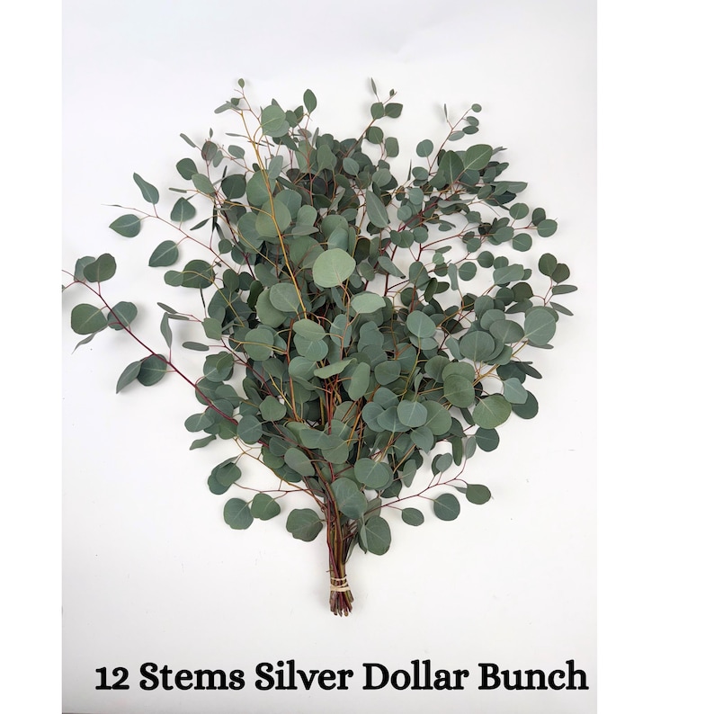 12 Stems Silver Dollar Bunch