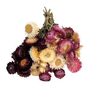 Mixed White, Pink & Purple Dried Strawflowers Bouquet 16in