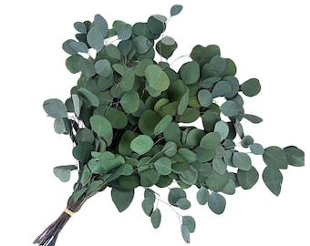 May include: A bundle of eucalyptus leaves, featuring a mix of green and blue-green hues. The leaves are oval-shaped and clustered together, tied with a thin, light-brown twine. The stems are dark brown.