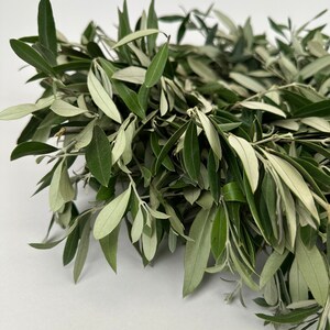 Puede incluir: Un manojo de ramas de olivo verdes con hojas verde plateado.