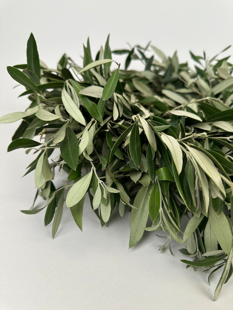 Puede incluir: Un manojo de ramas de olivo verdes con hojas verde plateado.