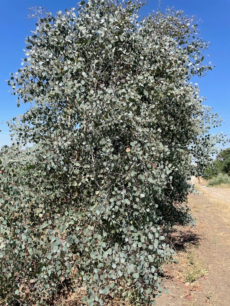 Silver Dollar Eucalyptus Trees