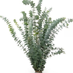 May include: A bunch of eucalyptus stems with blue-green leaves arranged in a vase. The stems are arranged in a fan shape, with the leaves facing outwards.