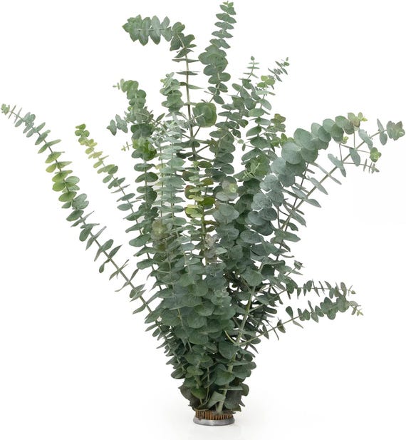 Huge Bundle Fresh Baby Eucalyptus for Shower, Decor, Weddings California Grown