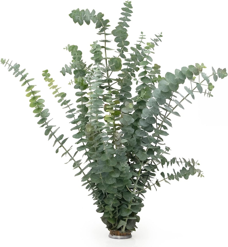 Fresh Baby Blue Eucalyptus Bunch