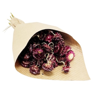 Dried Purple Merlot Strawflowers Floral Stems Bouquet Bundle