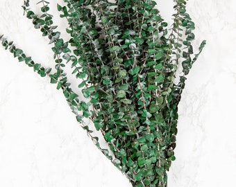 Preserved Green Baby Eucalyptus Large 1 LB Bundle 30in