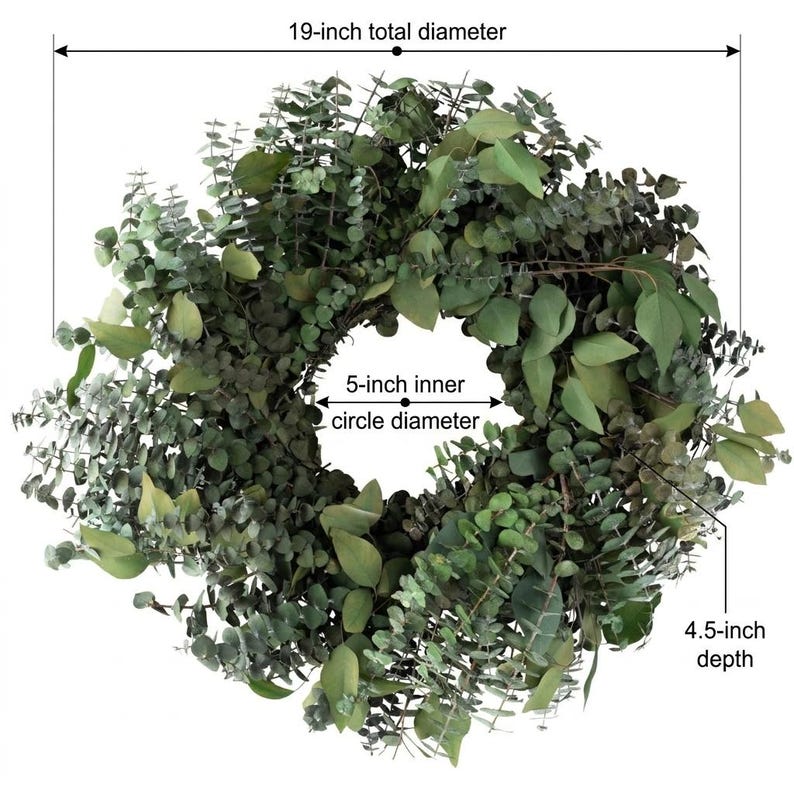 Eucalyptus Silver Dollar Wreath  with dimensions