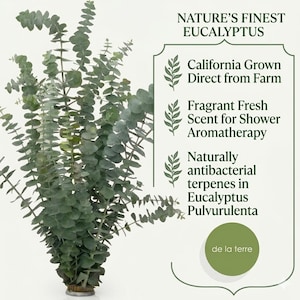 K&ouml;nnte beinhalten: Ein Bund frischer Eukalyptus mit gr&uuml;nen Bl&auml;ttern. Das Bild enth&auml;lt den Text &bdquo;Nature's Finest Eucalyptus&ldquo;, &bdquo;California Grown Direct from Farm&ldquo; und &bdquo;Fragrant Fresh Scent for Shower Aromatherapy&ldquo;.