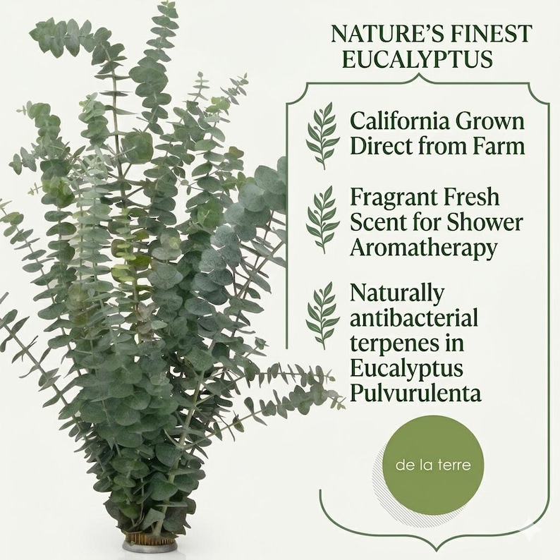 K&ouml;nnte beinhalten: Ein Bund frischer Eukalyptus mit gr&uuml;nen Bl&auml;ttern. Das Bild enth&auml;lt den Text &bdquo;Nature's Finest Eucalyptus&ldquo;, &bdquo;California Grown Direct from Farm&ldquo; und &bdquo;Fragrant Fresh Scent for Shower Aromatherapy&ldquo;.