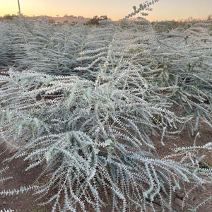 Fresh Baby Blue Eucalyptus Field