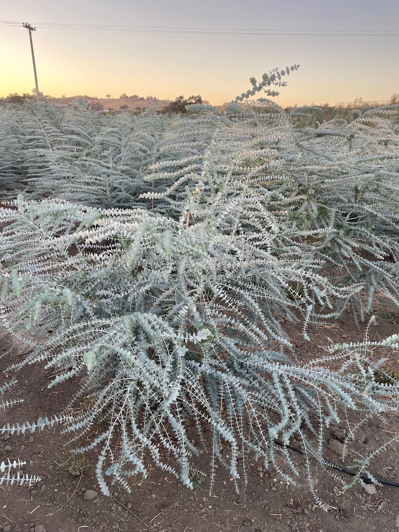 Fresh Baby Blue Eucalyptus Field