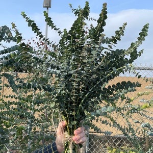 Huge Bundle Fresh Baby Eucalyptus for Shower, Decor, Weddings California Grown
