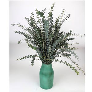 Huge Bundle Fresh Baby Eucalyptus for Shower, Decor, Weddings California Grown