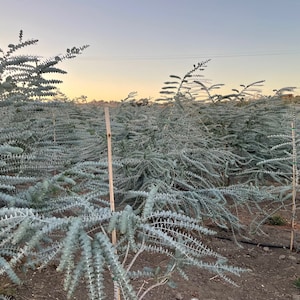 Fresh Baby Blue Eucalyptus Field