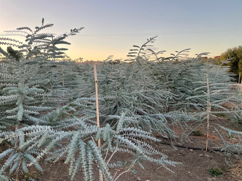 Fresh Baby Blue Eucalyptus Field